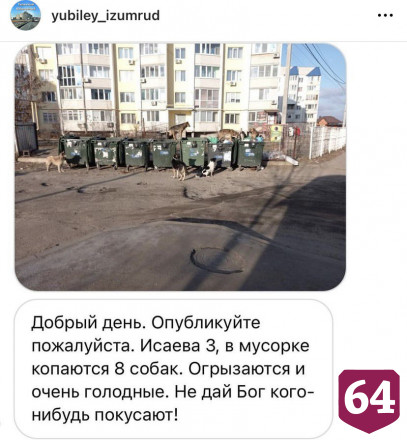 Стая бродячих собак оккупировала спальный район Саратова