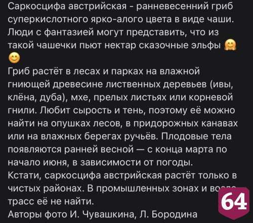 В Саратовской области нашли редкий гриб в виде чаши для эльфов