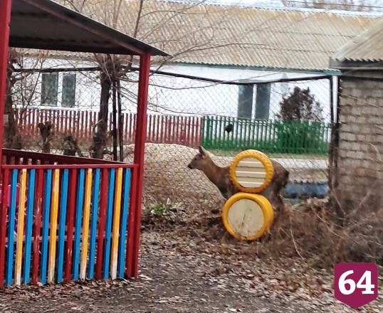 Лихач на автомобиле сбил косулю 