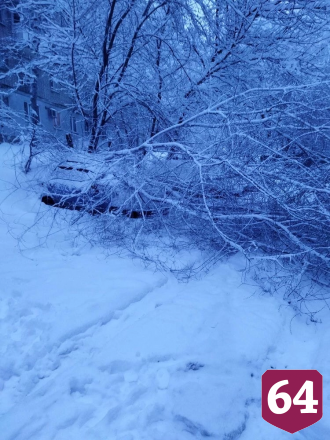 В Саратове заснеженное дерево рухнуло на припаркованную легковушку