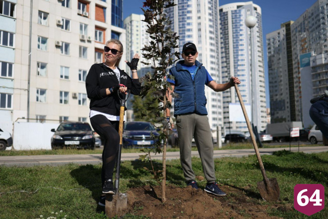 На новой набережной Саратова высадили 25 кленов