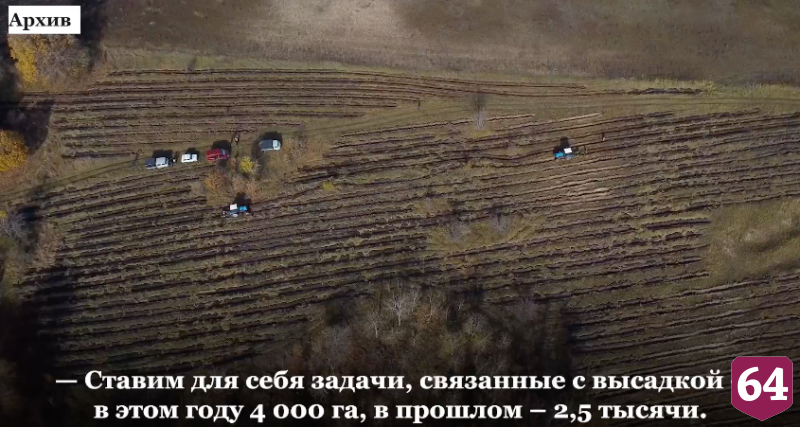 В Саратовской области высадят 4 тысячи гектаров леса