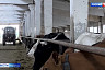 В Саратовской области заготовили 300 тысяч тонн сена для животных
