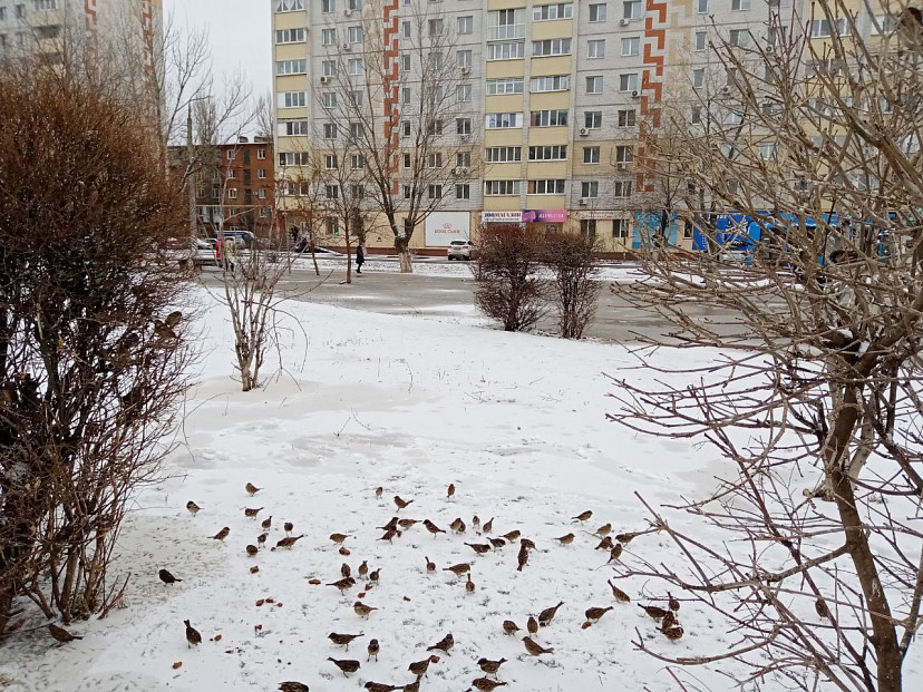 В Саратовской области потеплеет до 5 градусов