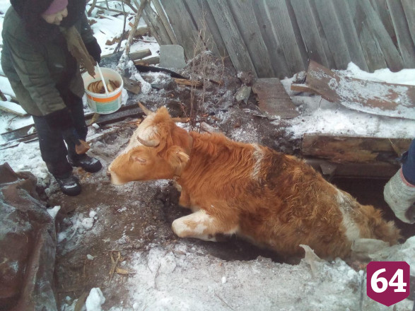 Спасатели вытащили провалившегося в погреб теленка