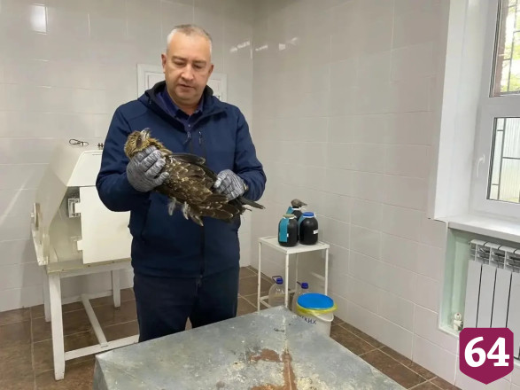 В Саратовской области спасли раненого коршуна 