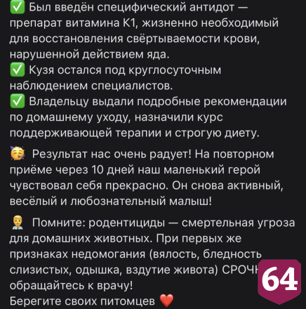 Саратовские ветеринары спасли трехмесячного йорка после крысиного яда
