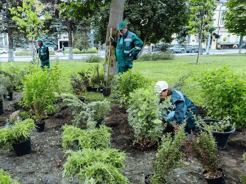 В Саратове высадят сотни деревьев и тысячи кустарников