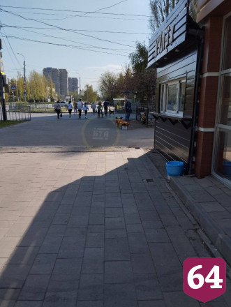 Под Саратовом женщина ведрами собирала на продажу краснокнижные тюльпаны