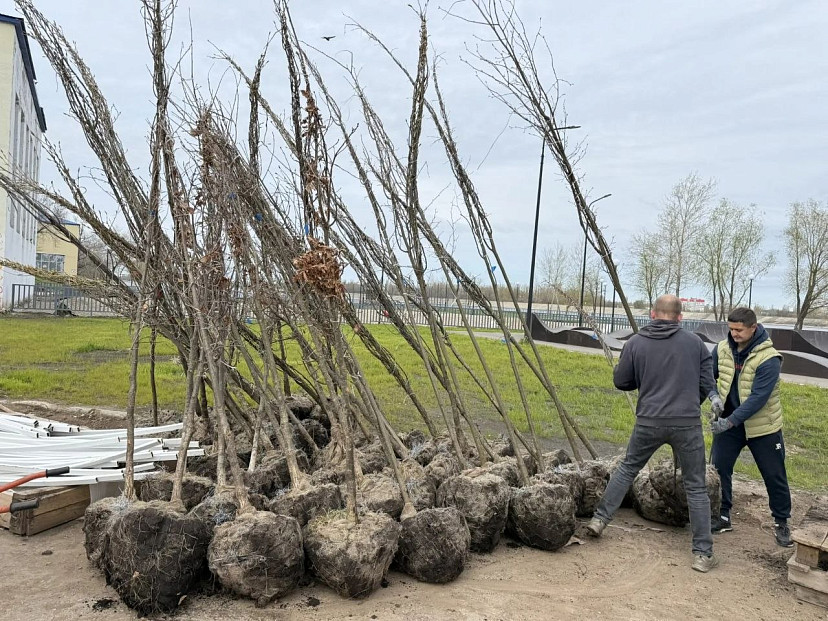 В Саратовской области на набережной высадят 400 деревьев и кустарников