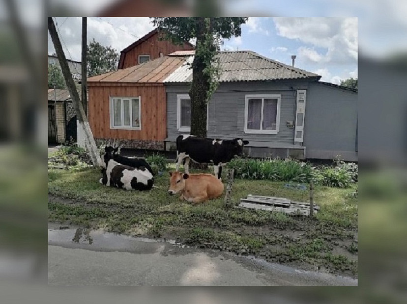 Саратовцев удивили коровы на городской улице