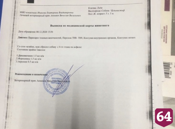 В Саратове после падения собаки с 5-го этажа возбуждено уголовное дело
