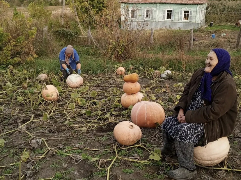 Саратовским пенсионерам помогли собрать урожай тыквы