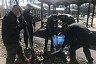 После субботника с Кумысной поляны вывезли 42 кубометра мусора