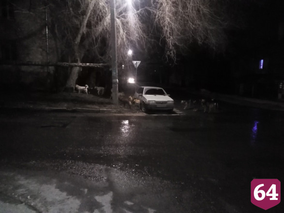 В Саратове стая голодных собак роется в мусорках и нападает на людей