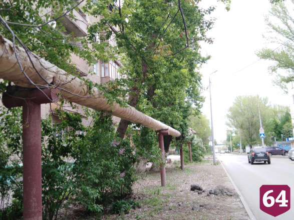 В Саратове огромное дерево рухнуло на теплотрассу