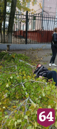 В Саратове на голову пенсионерки рухнула ветка дерева