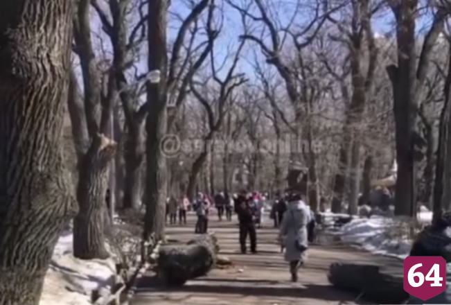 Жители Саратова не предъявили претензий после падения дерева в горпарке