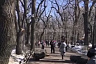 Жители Саратова не предъявили претензий после падения дерева в горпарке