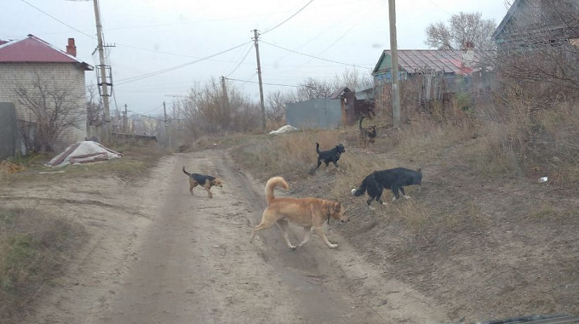 Саратовцы боятся отпускать детей из дома из-за агрессивной стаи собак 