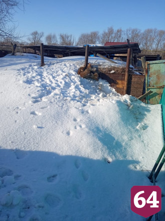 Под Саратовом живодер ловит собак в капканы и вытаскивает по частям