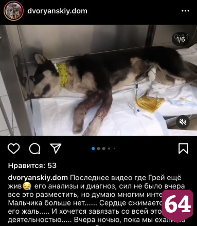 В Саратове собаку расстреляли на глазах у детей 