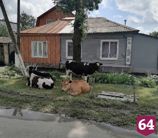 Саратовцев удивили коровы на городской улице