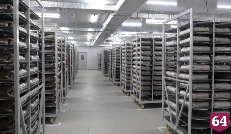 Саратовское предприятие производит до 300 тонн зернового мицелия в месяц