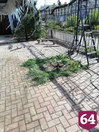 Жителей Саратова возмутила вырубка ели ради очередного ларька