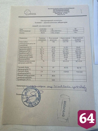 Саратовцы всем миром выхаживают сбитую на трассе собаку Волгу
