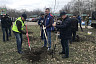 В Саратове губернатор посадил березы на Кумысной поляне