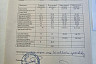 Саратовцы всем миром выхаживают сбитую на трассе собаку Волгу