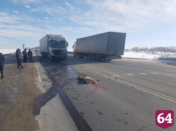 На трассе под Саратовом автовоз задавил косулю