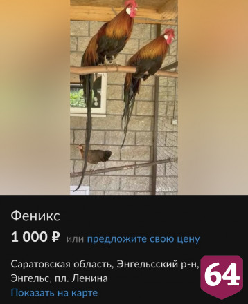 В Саратовской области продают страусов и фениксов 