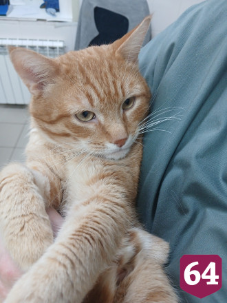 Саратовцы ищут дом рыжему коту из сугроба