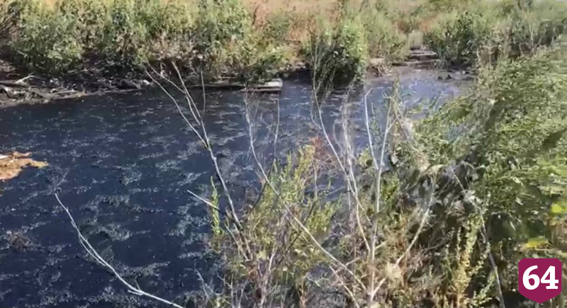 Собаки и корова завязли в озере из битума под Саратовом
