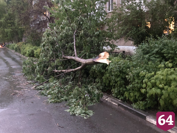 Саратовские водители попросили убрать упавшее дерево с дороги