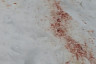 В Саратове неизвестные жестоко расправились с собаками после стерилизации