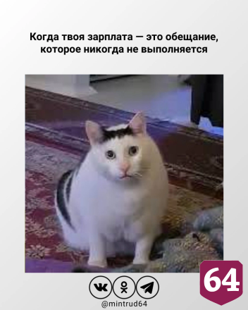 Котики из мемов назвали саратовцам минусы неофициального трудоустройства 
