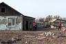 Под Саратовом раскрыли банду похитителей овец