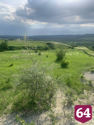 В знаменитом саратовском селе зацвел ароматный лох