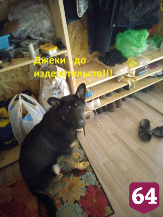 Зоозащитники рассказали о жестоком убийстве домашней собаки в Энгельсе