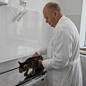 Саратовские ветеринары спасли взъерошенного кота с рахитом 