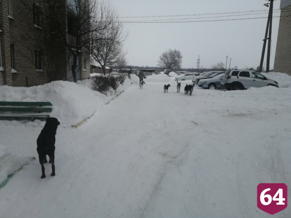 Под Саратовом стая собак искусала 14-летнего школьника
