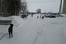 Под Саратовом стая собак искусала 14-летнего школьника