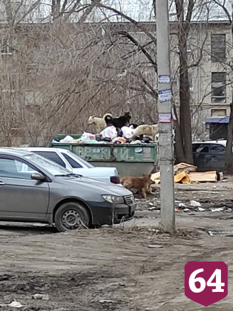 В Саратове стая голодных собак роется в мусорках и нападает на людей