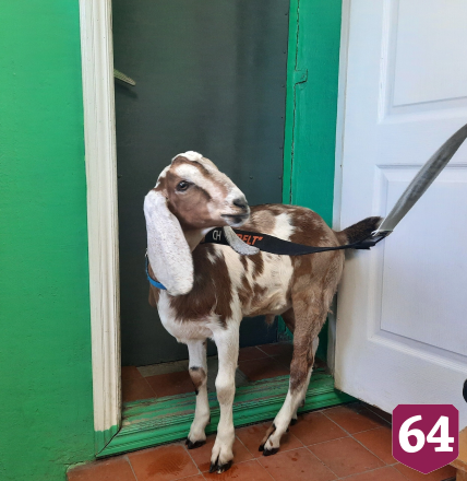 Саратовские ветеринары помогли избавиться от кашля козлику Персею