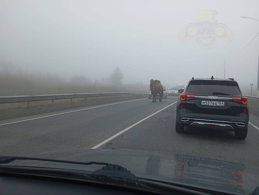 Верблюды замедлили движение на саратовской трассе