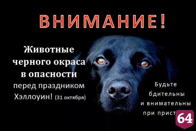 Саратовцев предупредили о ритуалах с черными котами на Хеллоуин