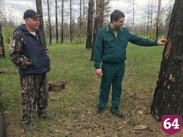 Сгоревший на Первомай лес под Саратовом вырубят и восстановят